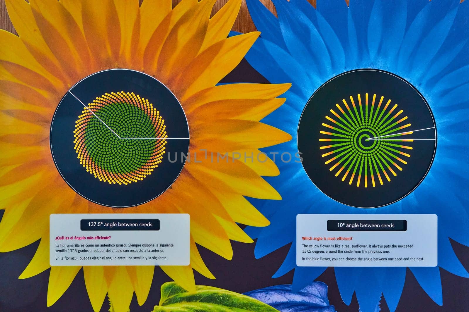 Image of Colorful artwork showing science behind sunflower seed placement