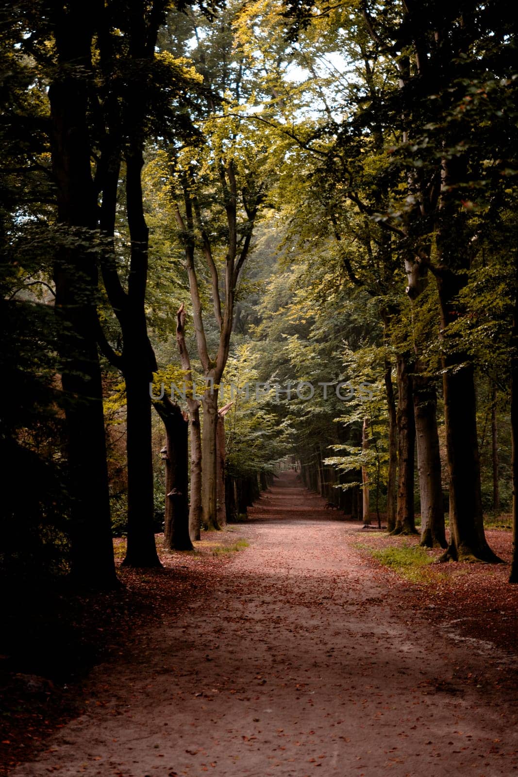 forest lane with trees vertical photo shot by compuinfoto