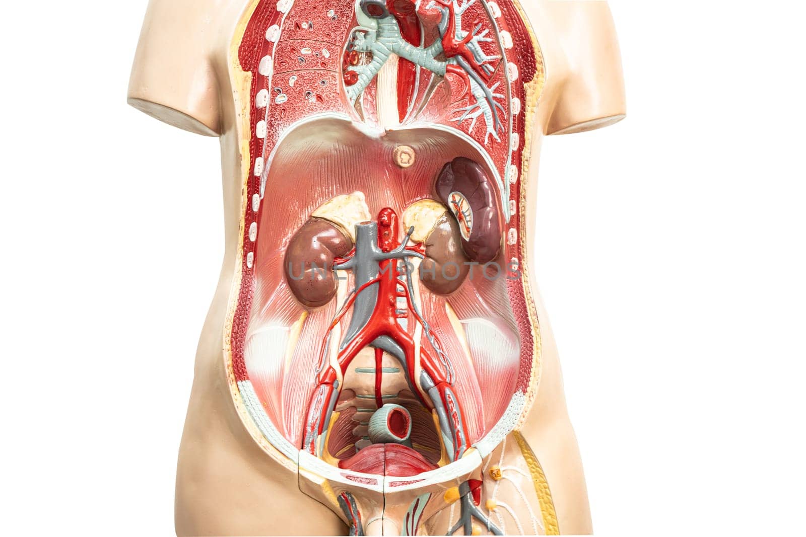 Human kidney model anatomy for medical training course, teaching medicine education. by pamai