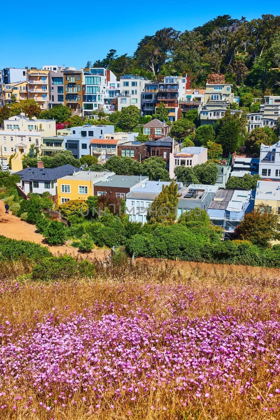 Image of Field of pink flowers with colorful apartment buildings on hill with trees and blue sky background
