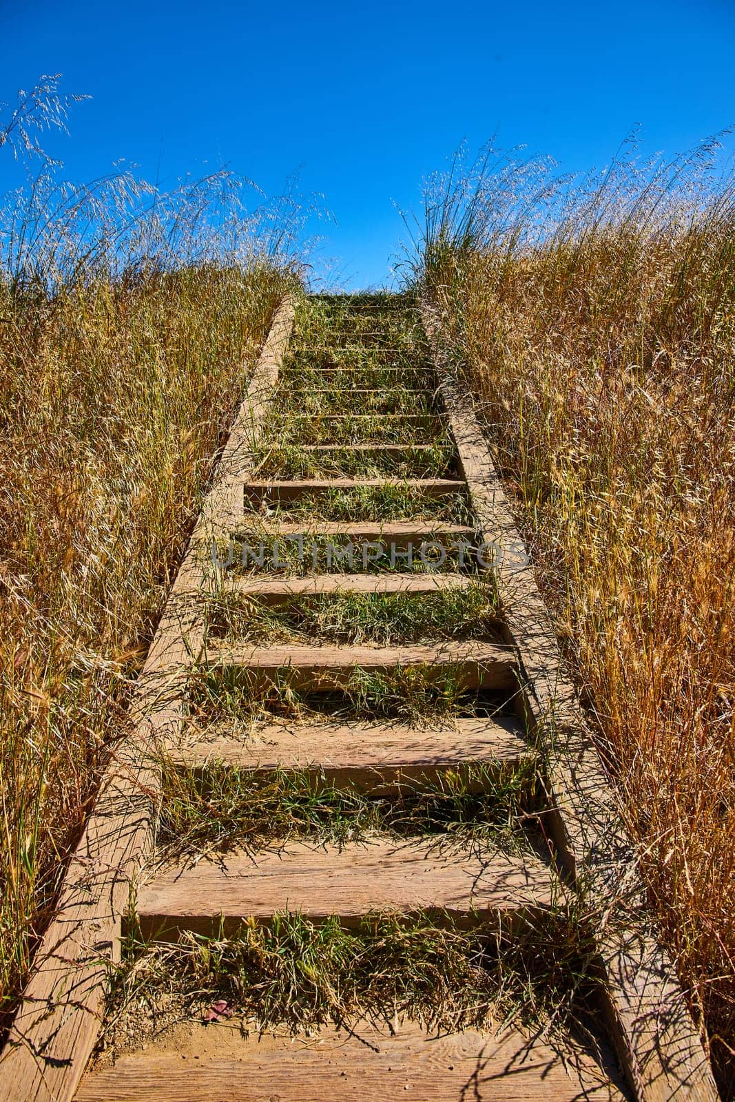 Image of Overgrown wooden stairs going up tall yellow grass hill with bright blue sky