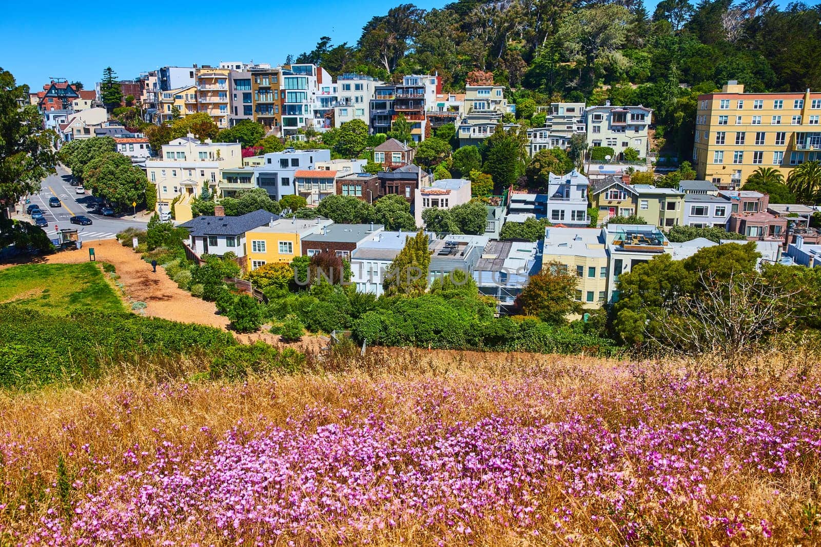 Image of Pink wildflowers on hill overlooking tall apartment buildings under blue sky