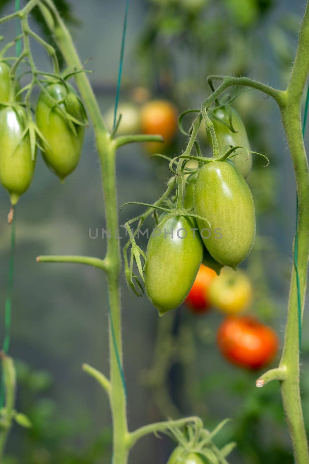 Red, ripe and green large tomatoes on a bush in a greenhouse. Tomatoes in a greenhouse. Plantation of tomatoes. Organic farming, growth of young tomato plants in a greenhouse.