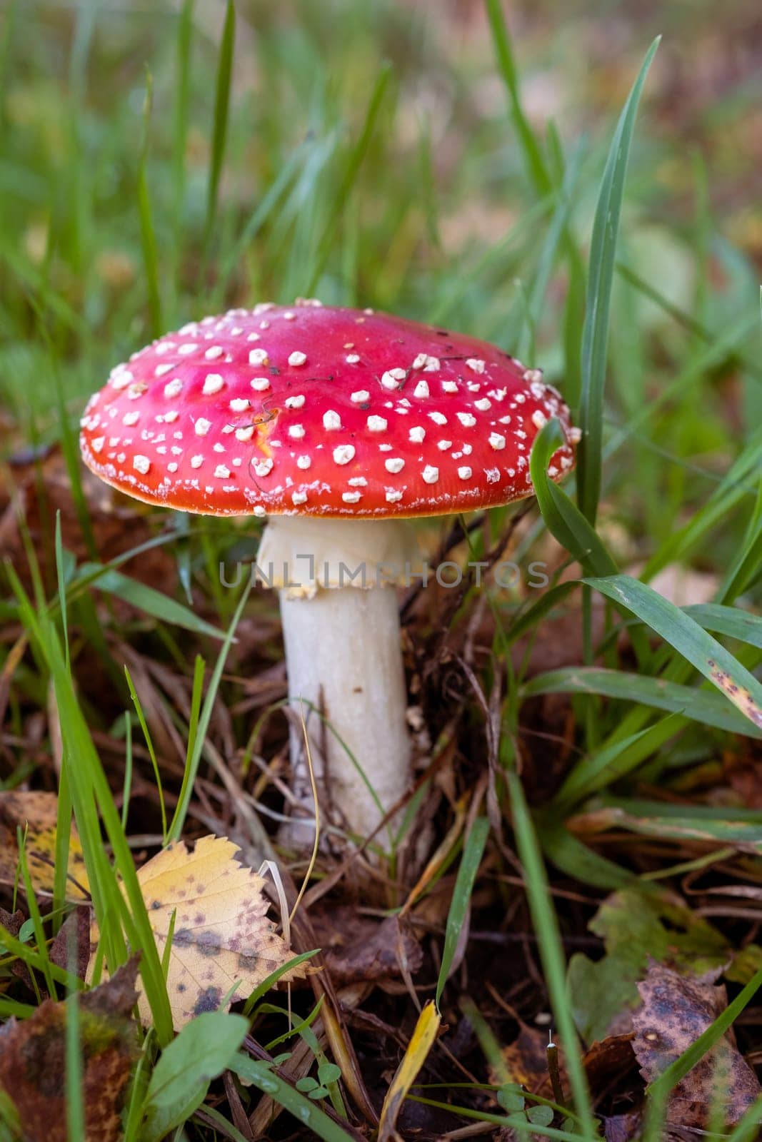 Inedible, poisonous mushroom is a red fly agaric near a tree close-up. by AnatoliiFoto