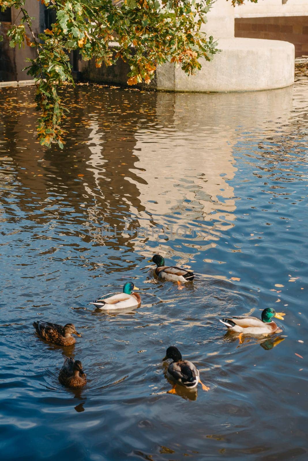 Ducks on the lake in the park. Park in the fall. Autumn trees. Wild ducks are reflected in the lake. Multi-colored bird feathers. A pond with wild ducks and drakes. A duck lake full of beautiful ducks swimming for them in city park by Andrii_Ko