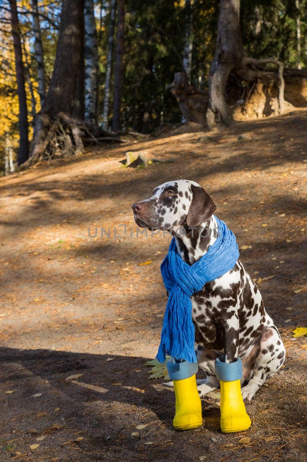 Small French Bulldog dog puppy with umbrella and rain boots on blue background with copy space
