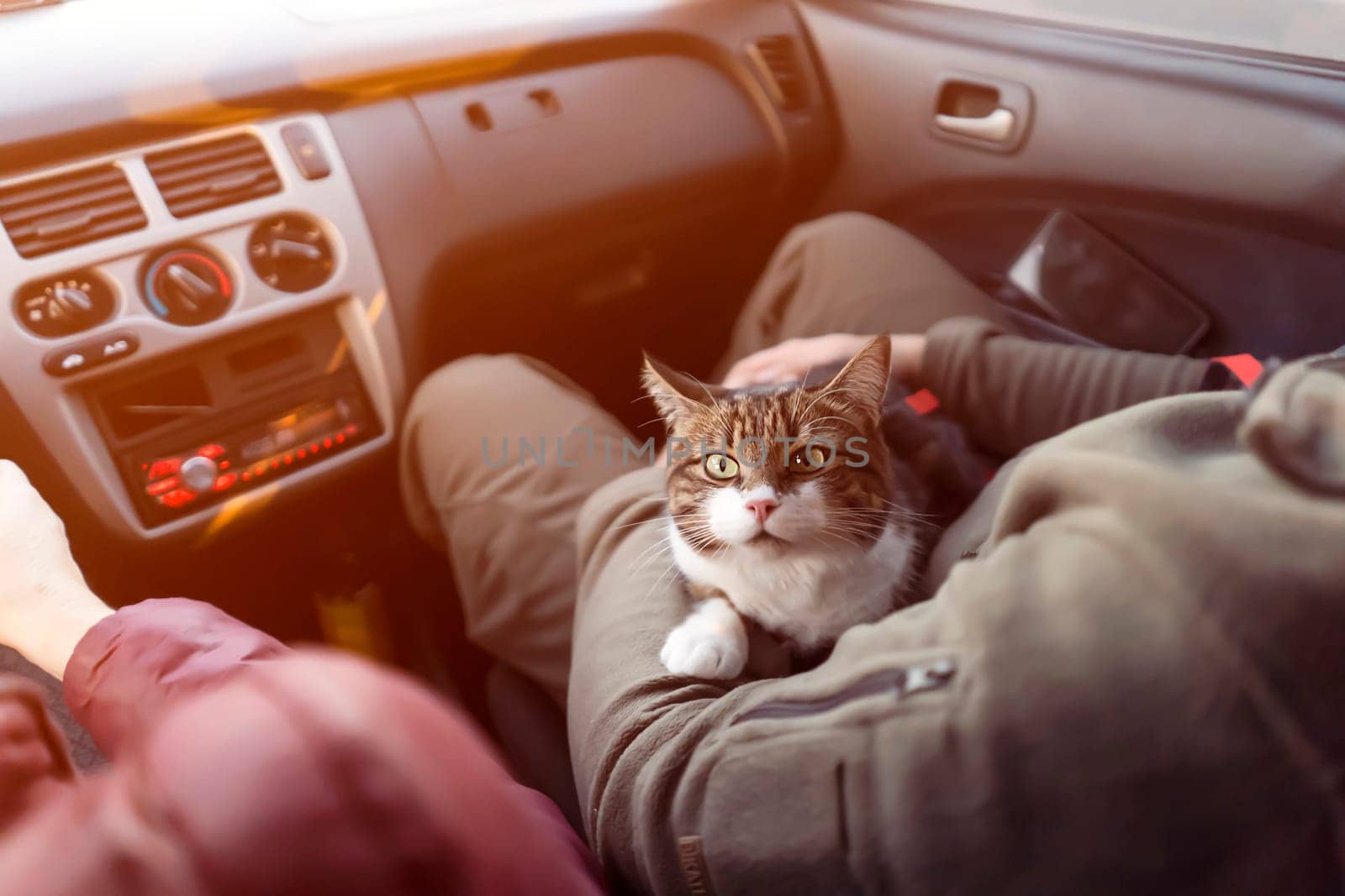 A married couple is traveling with their beloved pet on a car trip, a journey in the sunny day. A young man and a woman take care of the health of their cat and take him to the veterinarian.