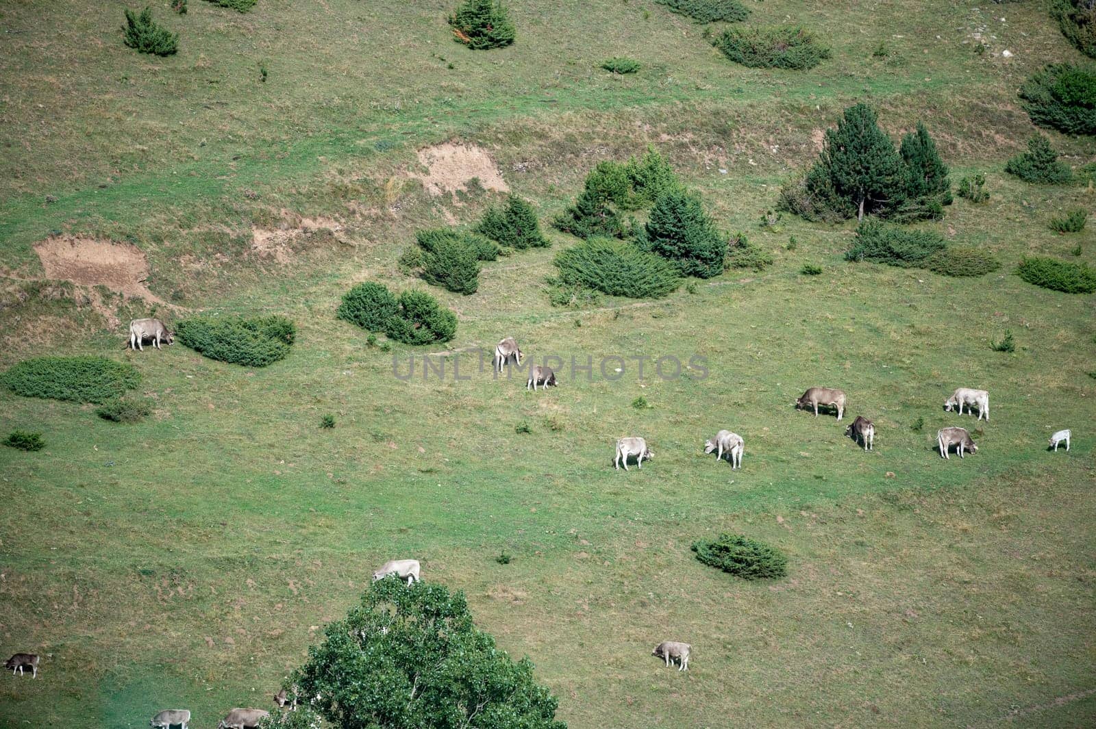 Cows in the Montaup Valley in the parish of Canillo in Andorra.