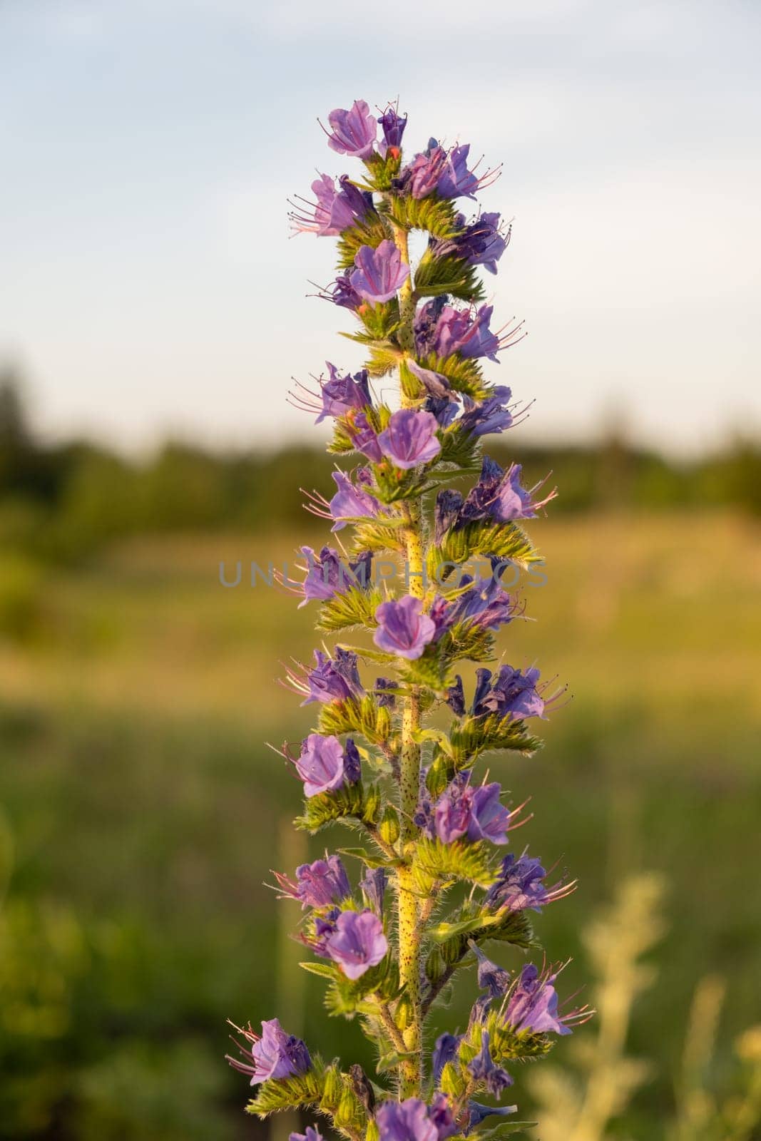 Blooming lupine flower. Lupine field with pink purple and blue flower. Bunch of lupines summer flower background. A field of lupines. Violet spring and summer flower