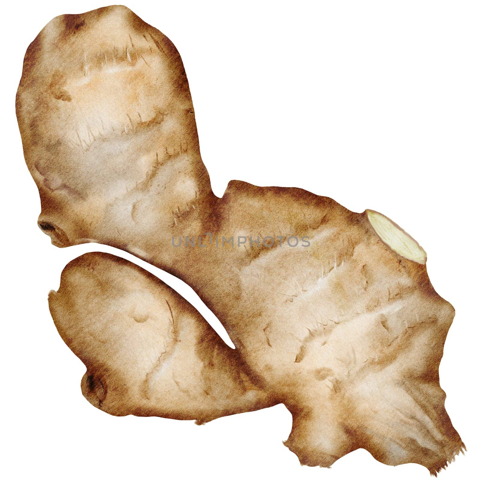 Ginger Watercolor. Hand drawn realistic ginger root. Clip art botanical illustration. Ideal for spice logo, cookbooks and natural cosmetics. High quality photo