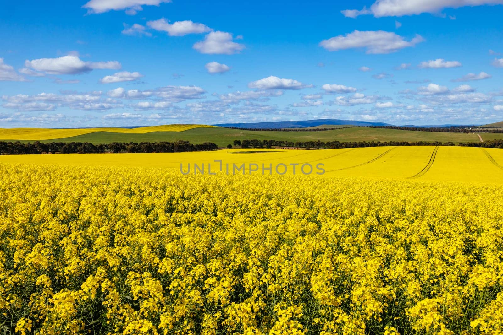 Fields of canola shine on a clear sunny day near Beveridge between old Sydney Rd and the Hume Hwy in Melbourne, Victoria, Australia