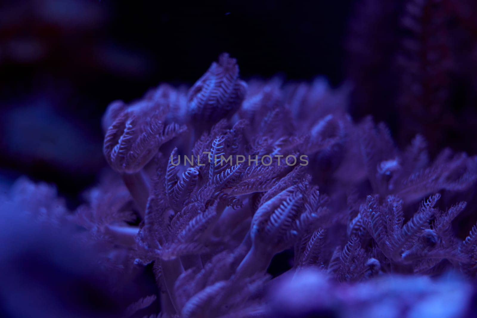 close-up sea corals and marine animals Pulsing Xenia, coral reef concept