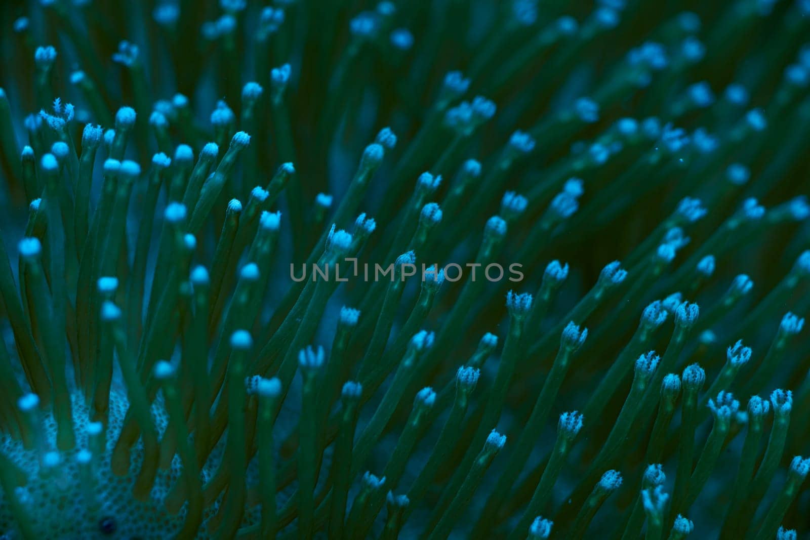 close-up sea corals Sarcophyton sp, coral reef concept