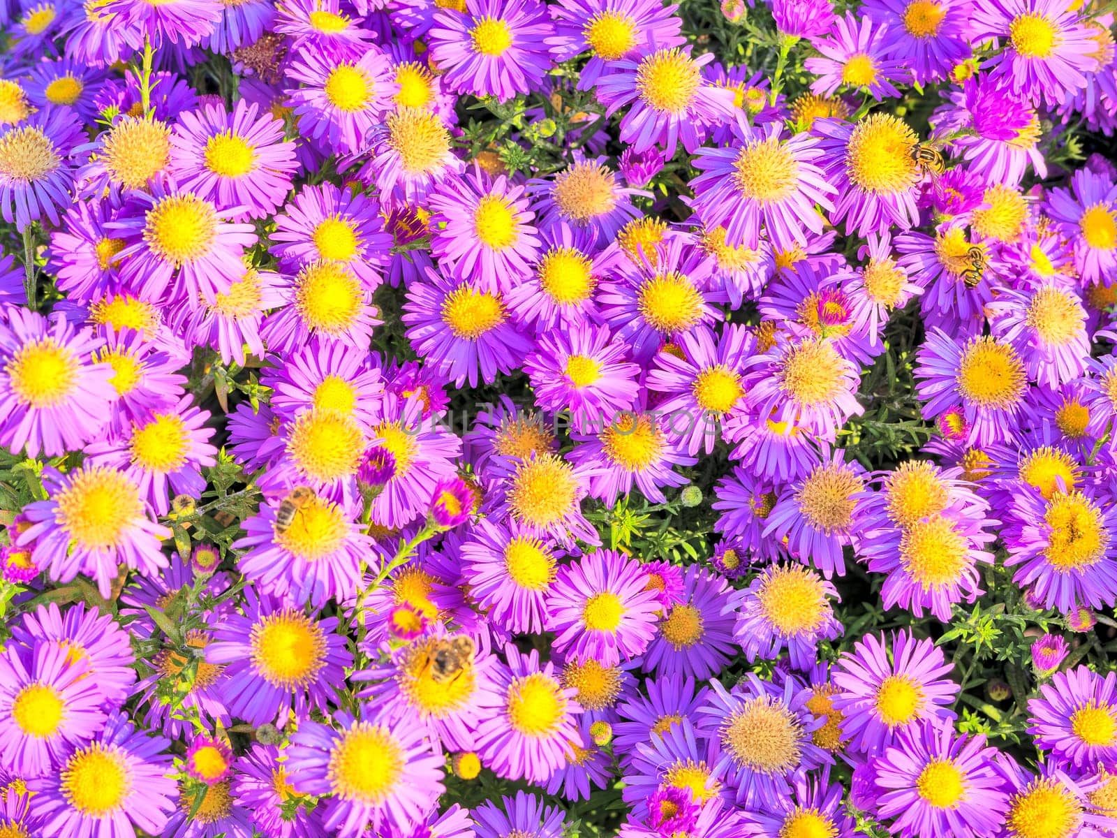 Blossoming flowers of magenta chamomile on green leaves background.