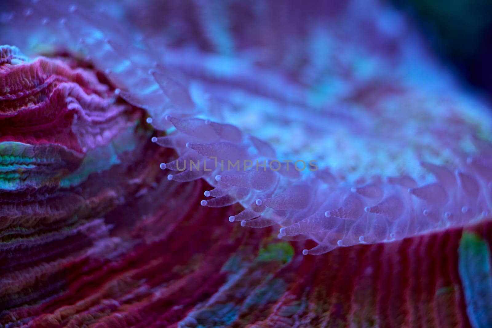Lobophyllia close up sea coral and sea animals, coral reef concept