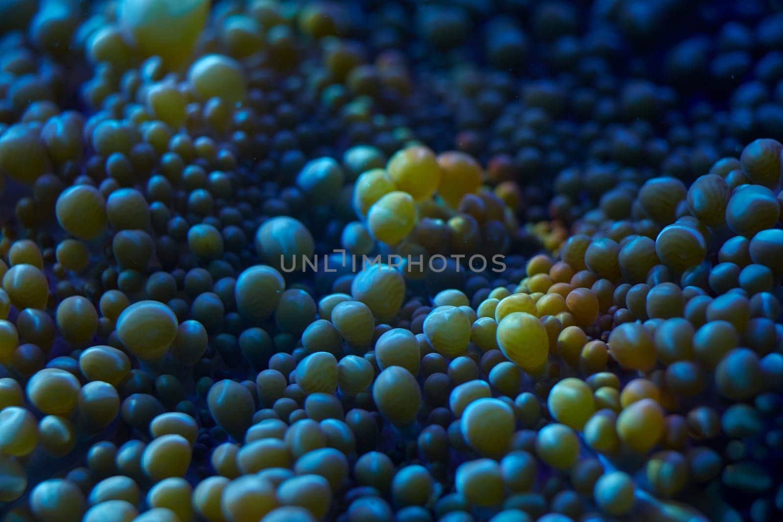 close-up sea corals Rhodactis sp, coral reef concept