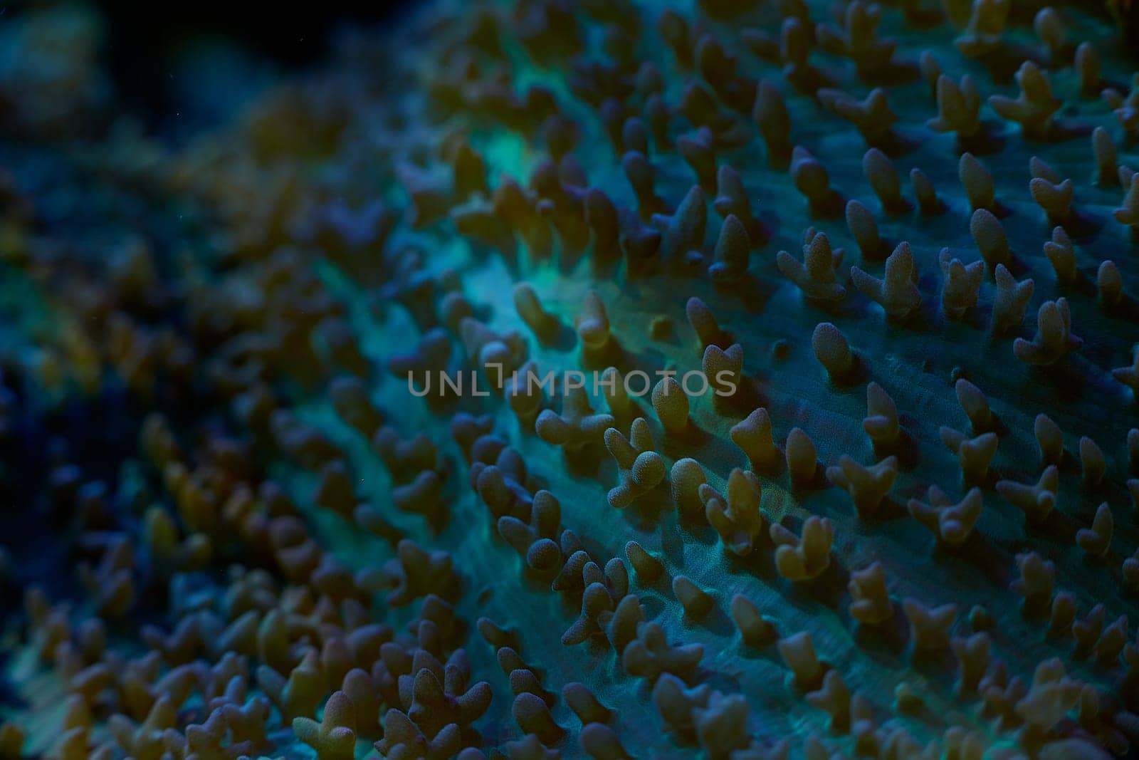 close-up sea corals Rhodactis sp, coral reef concept