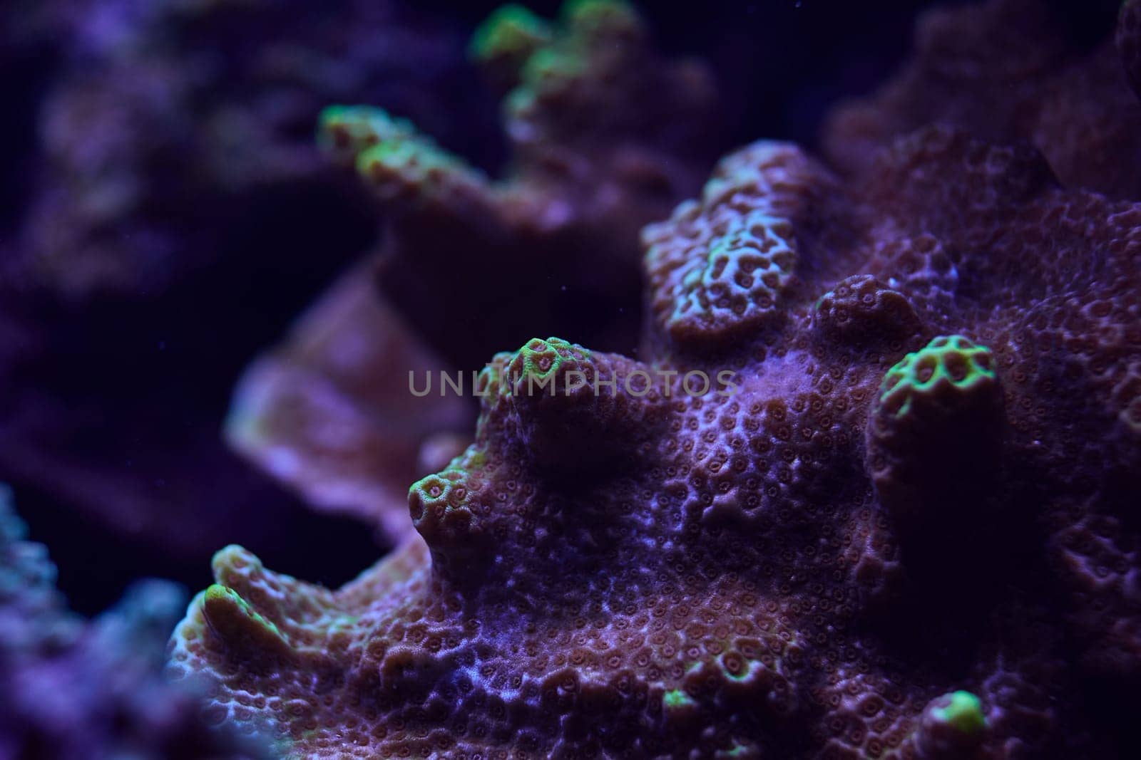 close-up sea corals Sps Montipora. High quality photo, coral reef concept