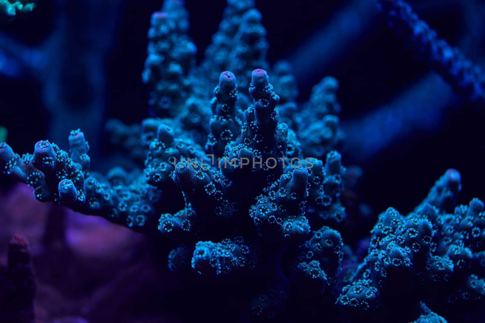 close-up sea corals acropora. High quality photo, coral reef concept