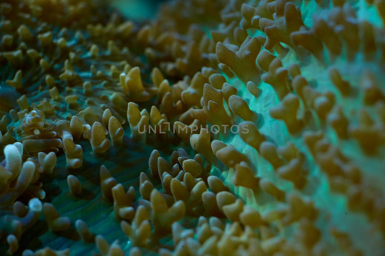 close-up sea corals Rhodactis sp, coral reef concept