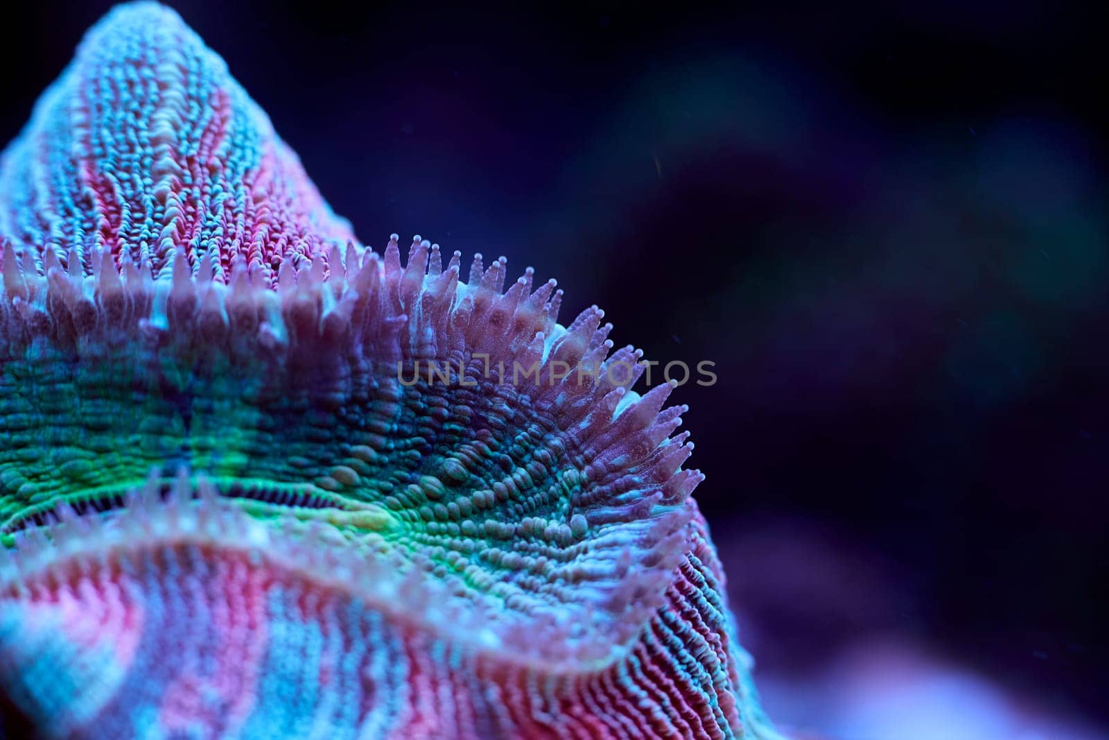 Lobophyllia close up sea coral and sea animals, coral reef concept