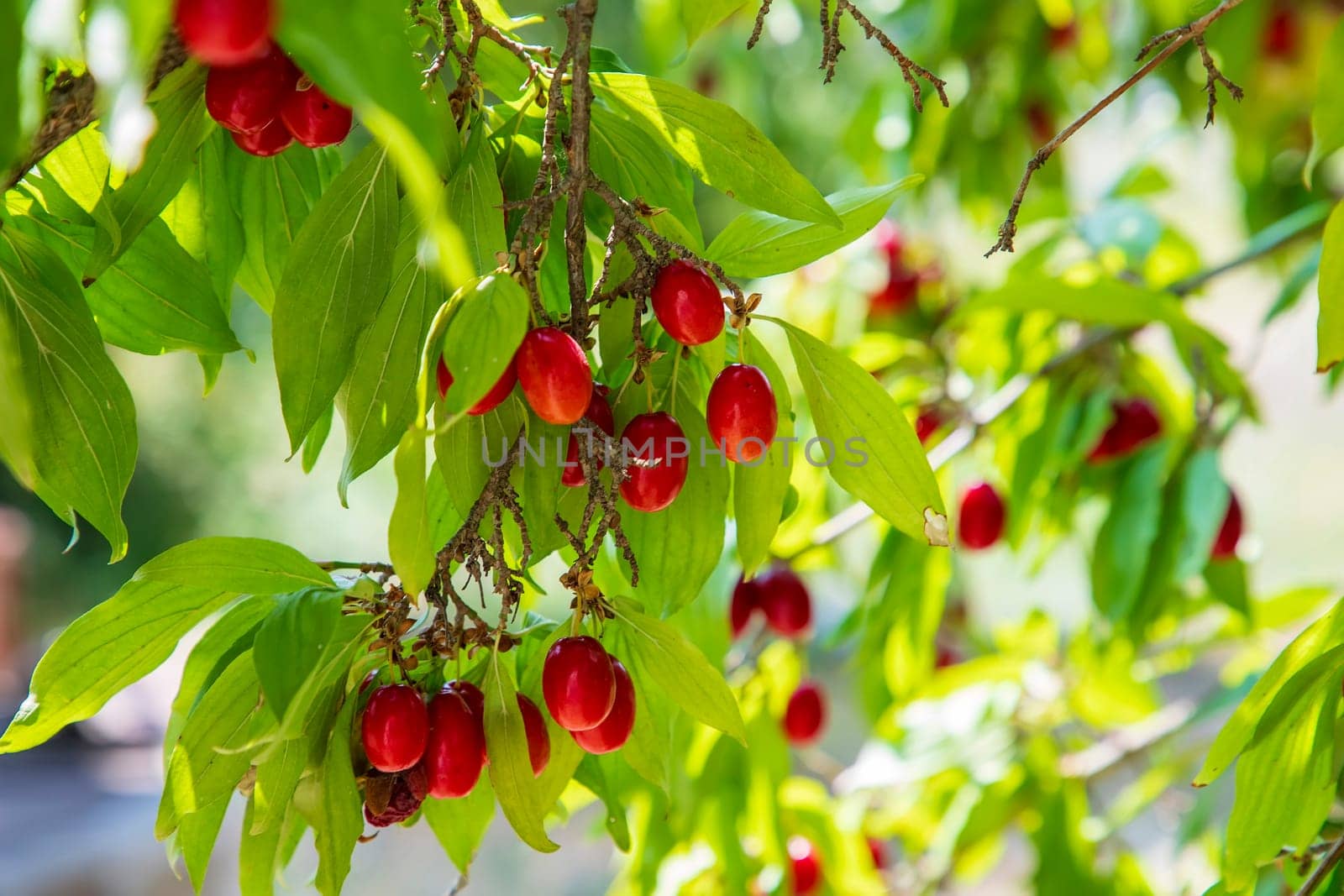 Cornus mas, European cornel or Cornelian cherry dogwood plant with ripe red berries.
