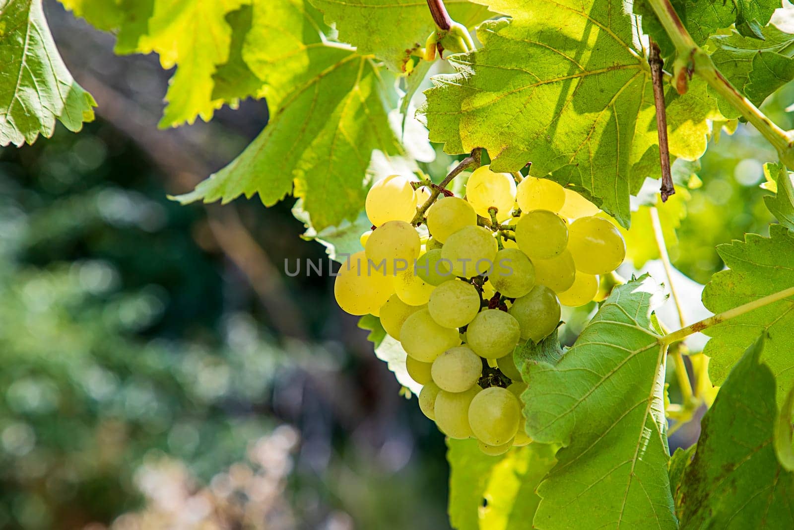 Yellow green grapes, sweet taste, fragrant, crispy, fresh from the tree. Close up