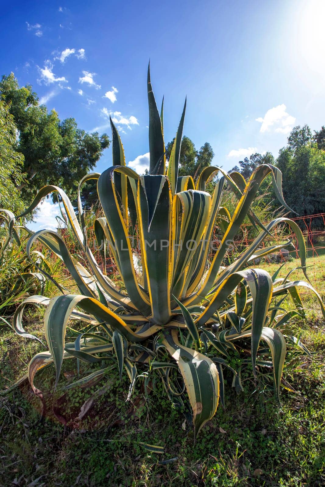 Decorative cactus. Big beautiful cactus in garden