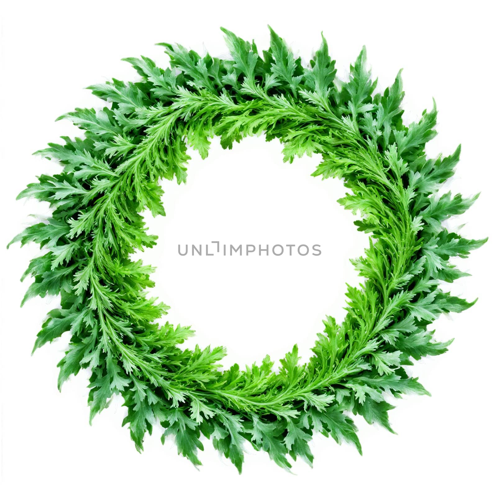 Mizuna Leaf Mandala feathery green mizuna leaves spiraling into a captivating circular pattern edges delicately. Food isolated on transparent background.