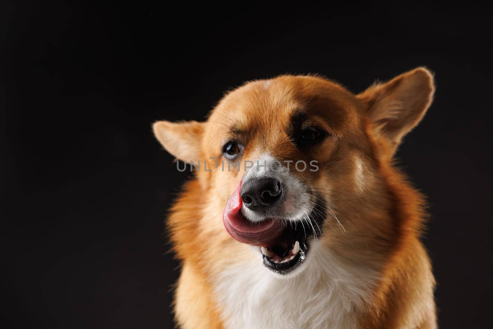 hungry pembroke welsh corgi dog licking lips waiting for treat from owner isolated on dark background