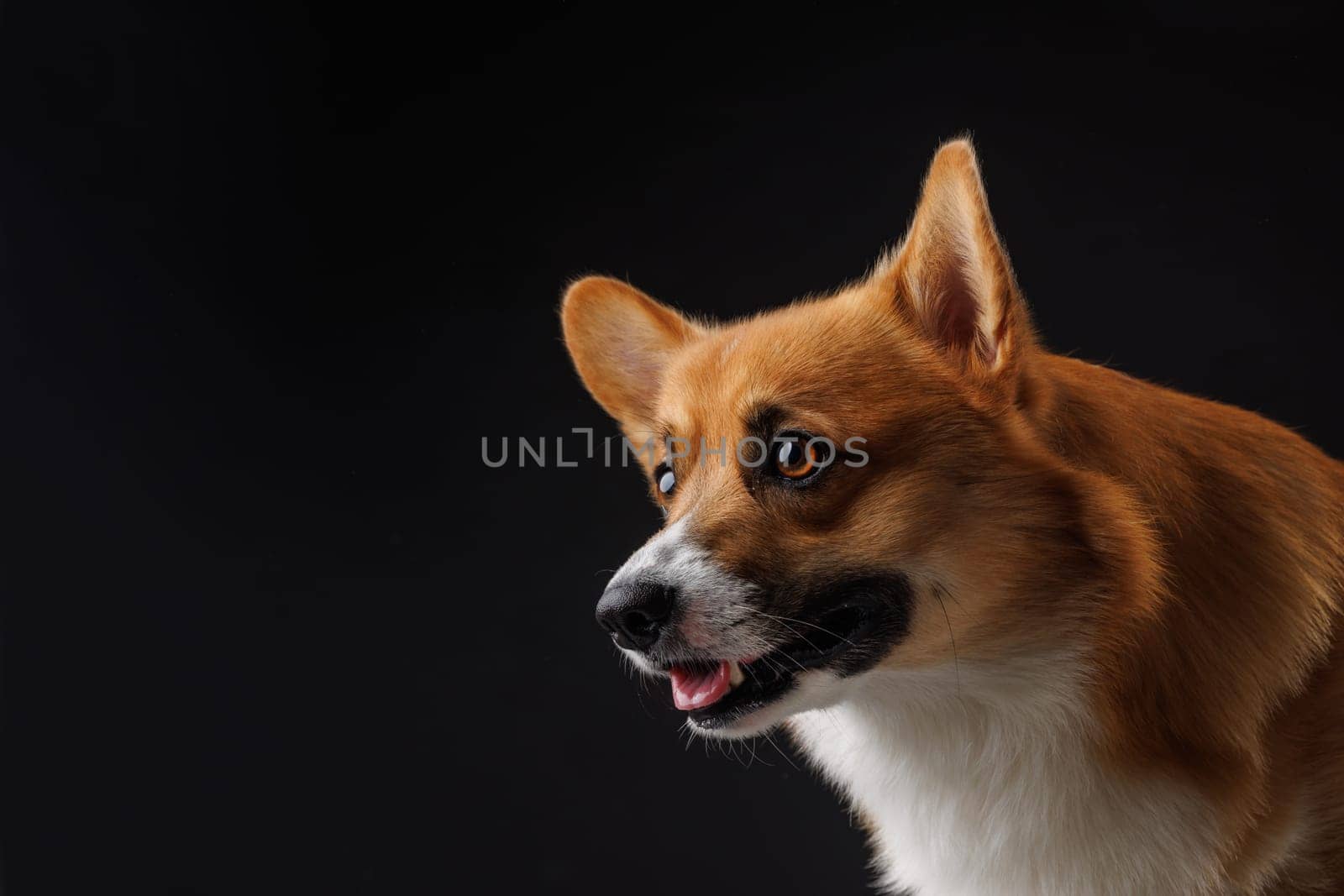 hungry pembroke welsh corgi dog licking lips waiting for treat from owner isolated on dark background