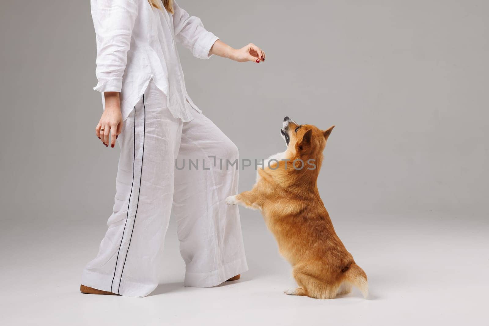 woman training welsh corgi pembroke on isolated white background , dog education and training concept