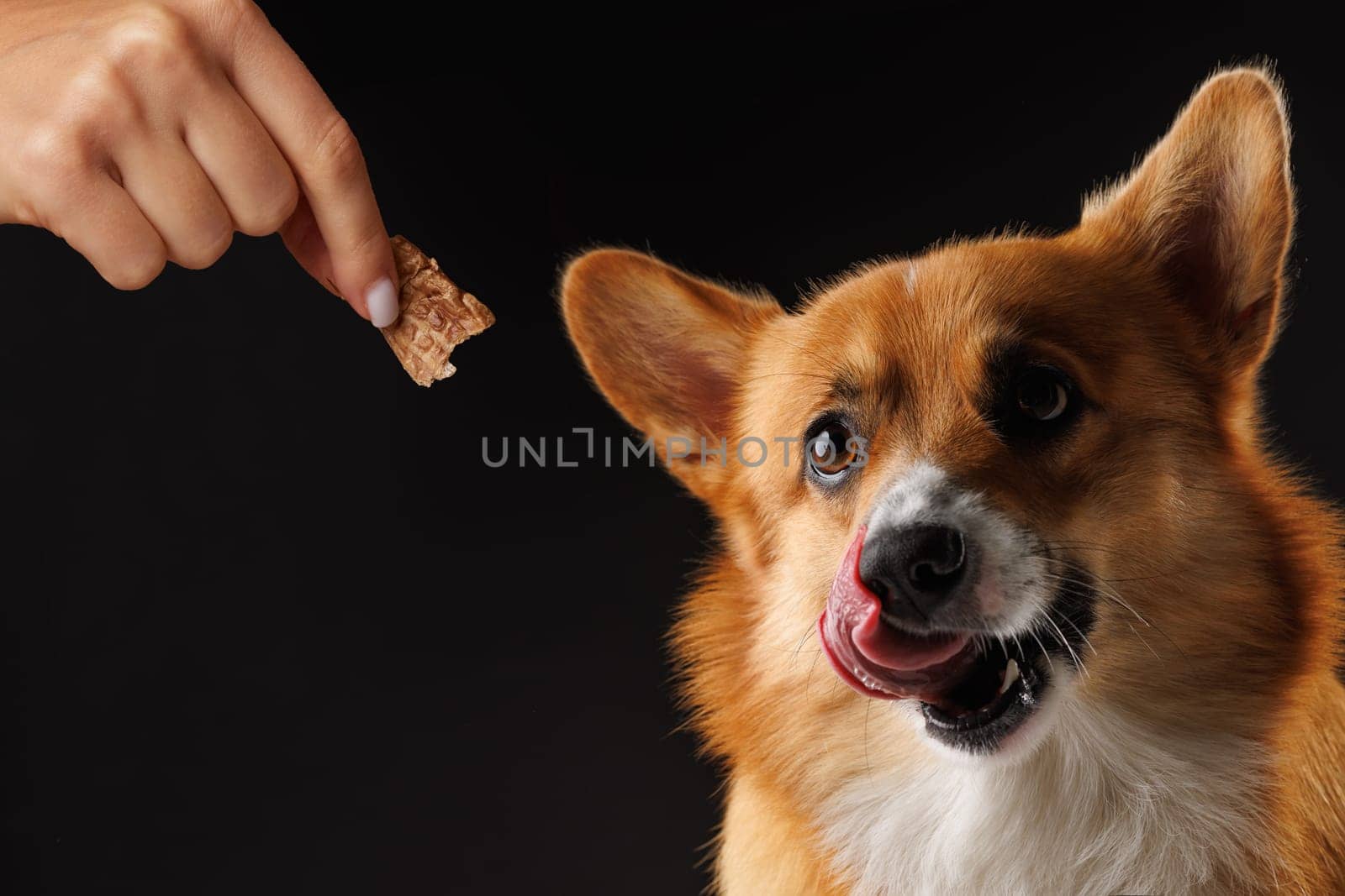 hungry Welsh Corgi Pembroke dog, for a treat by his owner, isolated on dark background, concept education and training of dogs