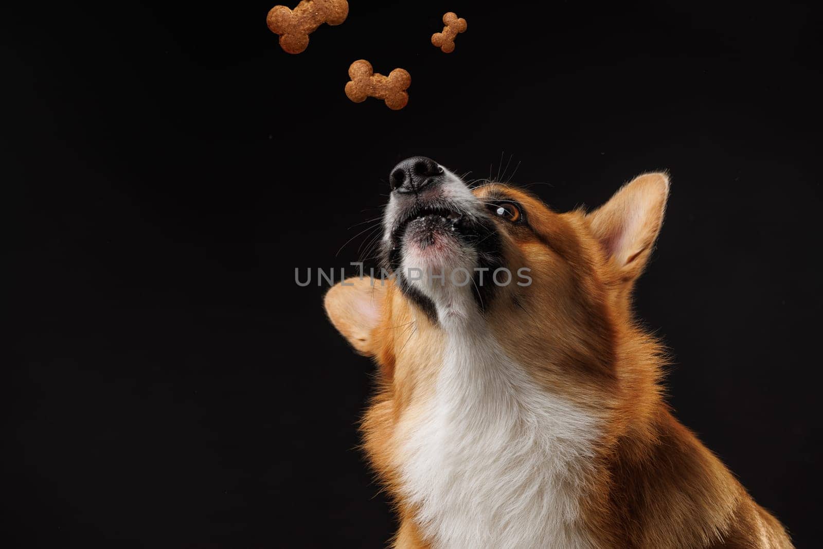Pembroke Welsh Corgi dog catching flying bone food on isolated dark background, happy dogs concept