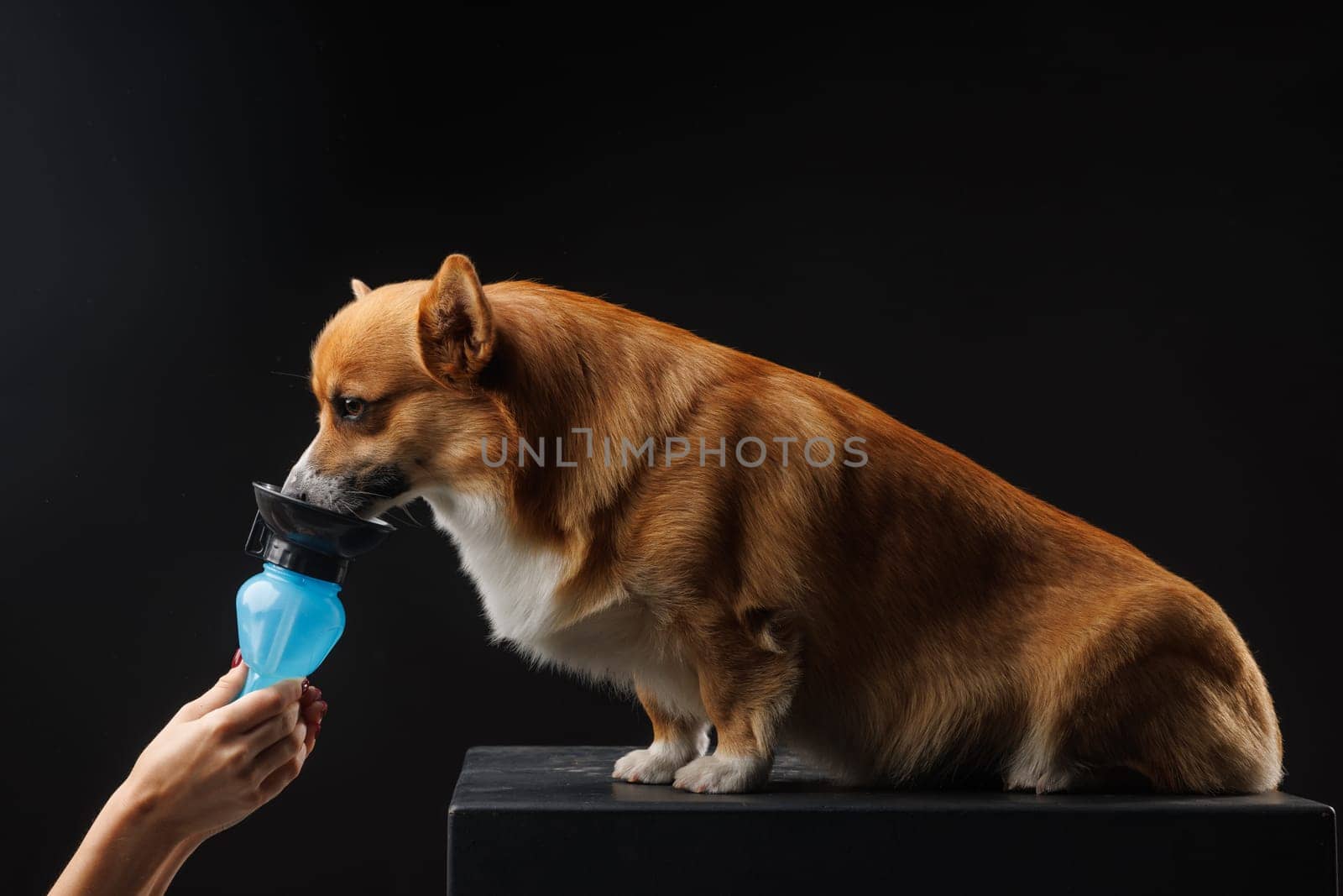 owner giving water from a drinking bowl to a welsh corgi pembroke dog on isolated dark background, animal care concept, the dog quenches its thirst for water