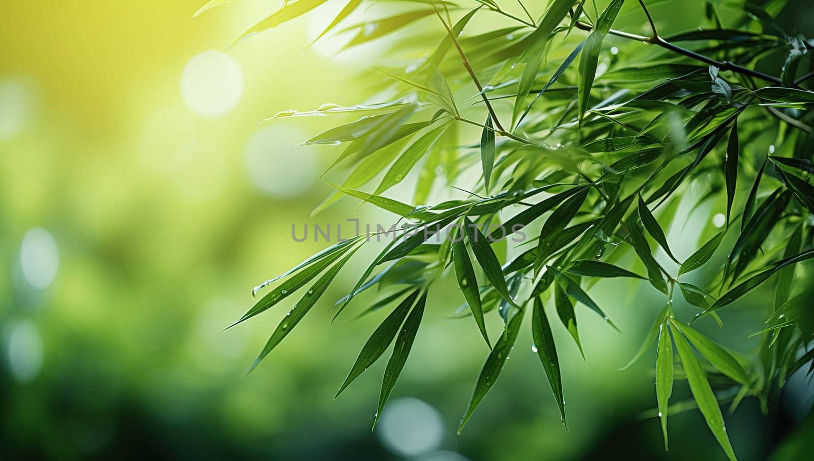 Bamboo leaves background. Fresh green bamboo forest in sunny day.