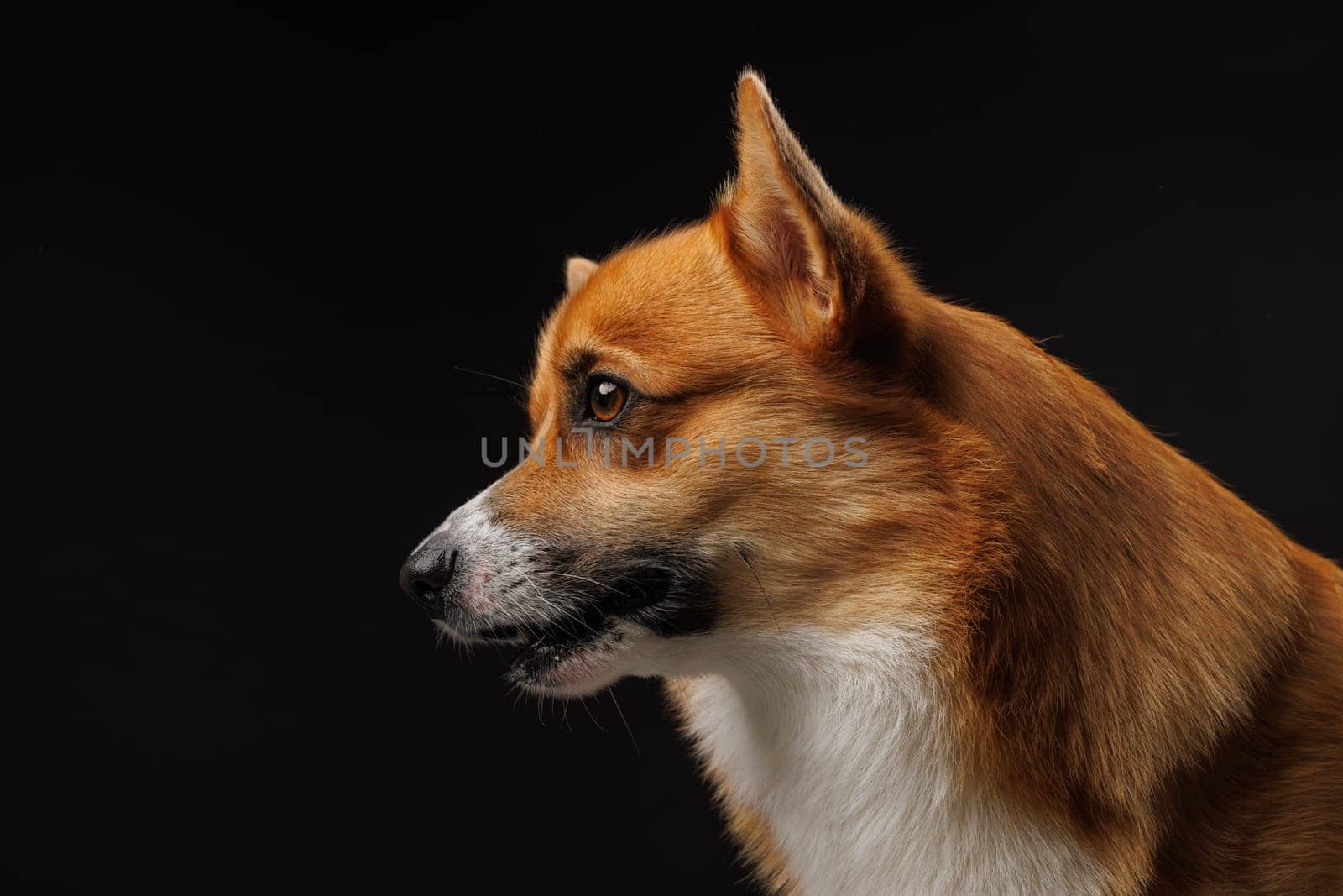 Welsh Corgi Pembroke Portrait. Adorable Fluffy Corgi against a black background. Low Key Pet Portrait