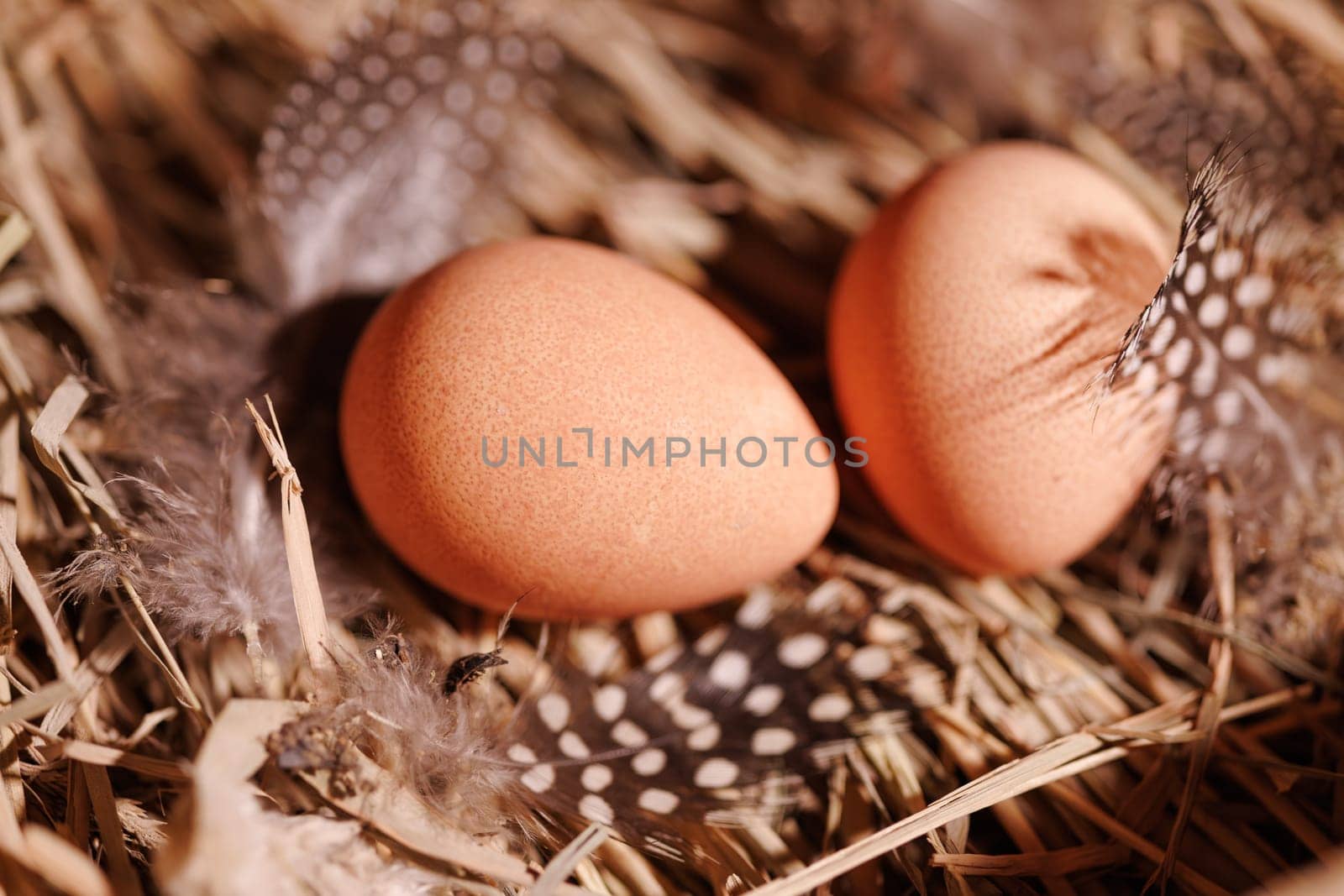 Two brown guinea fowl eggs lie on the straw, next to the feathers