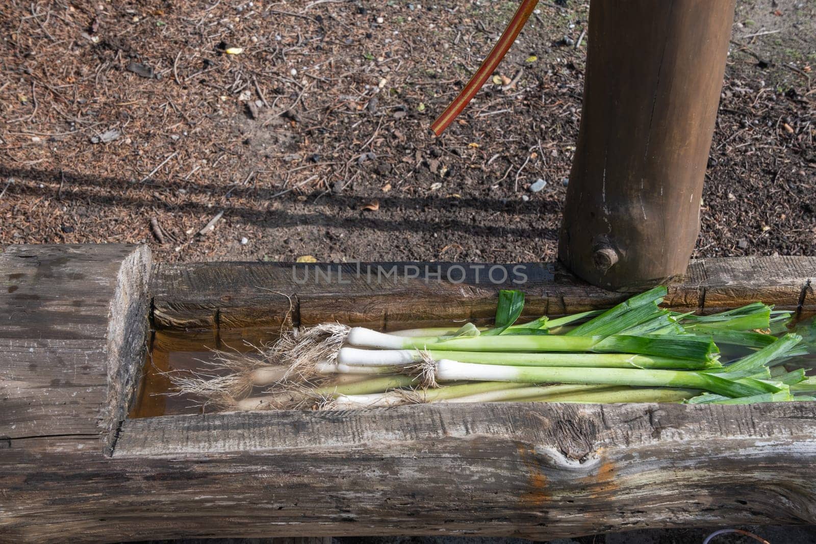 Freshly picked leeks lie in a wooden trough with water to clean off the soil, Organic farming and fresh food concept,