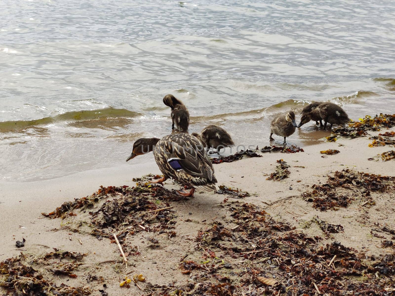 Duck family with ducklings on the sandy seashore about to enter the water, Europe, Finland