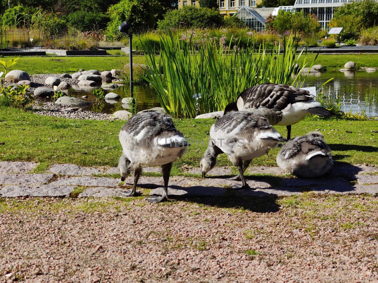 Finland, Helsinki, July 8th 2024 - A flock of Canadian geese grazing on the grass in the park