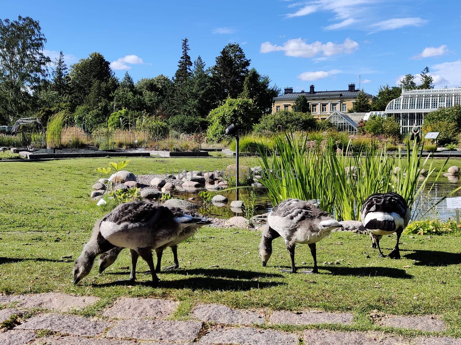 Finland, Helsinki, July 8th 2024 - A flock of Canadian geese grazing on the grass in the park