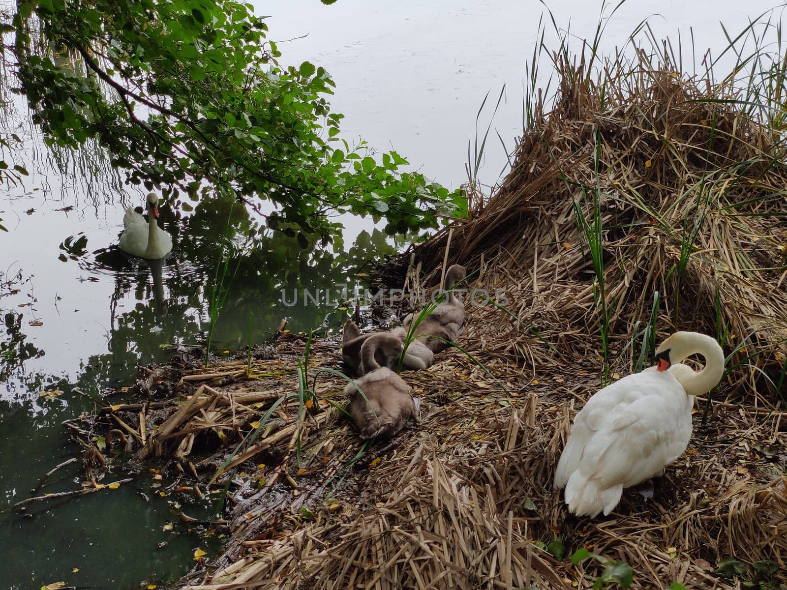 A family of young swans with chicks rests in a nest among the reeds. Wildlife scene with waterfowl birds in natural habitat in Finland. Nature protection concept