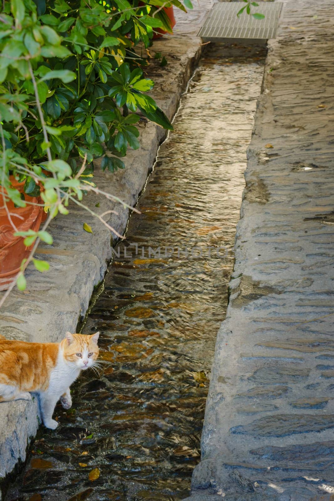 A cat standing beside a narrow stream of water on a cobblestone path surrounded by greenery, Alpujarras, granada, andalucia, espa a,