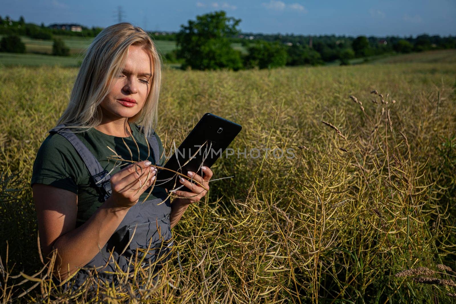 A woman farmer is checking the quality of rapeseed on the middle of the field and holding a tablet. She is checking the information about her harvest. She owns a rapeseed field and is checking this year's harvest. She is an experienced farmer, caring for her crops in a vast field. She has blonde hair. She is wondering if the harvest is succesful. The soil is fertile and productive. The rapeseed is yellow and ready for harvest. Satisfied with the bountiful and lavish harvest, the woman farmer, adorned in working clothes and tanned skin, gazes upon the expansive yellow landscape with a sense of fulfillment. With the blue sky, she stands straight and holds the rapeseed in one hand and the tablet on the other hand. Her face is worried and thoughtful.