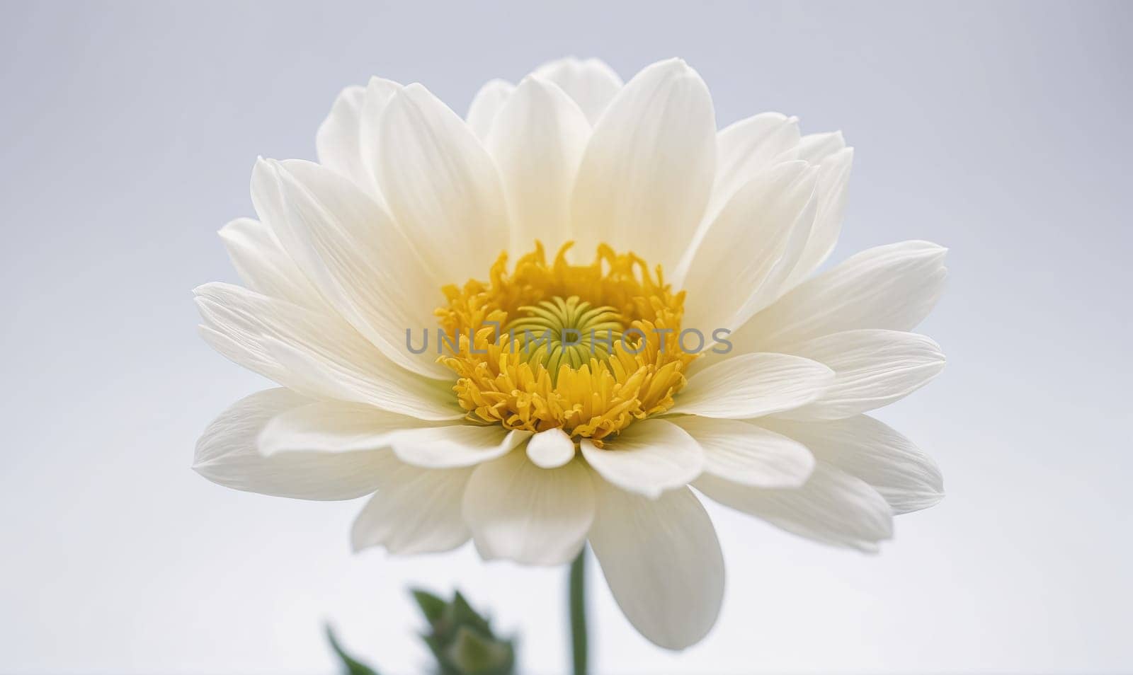A single, white flower with a bright yellow center is in focus against a light, gray background. The flower is in full bloom and has many petals, creating a delicate and intricate pattern.