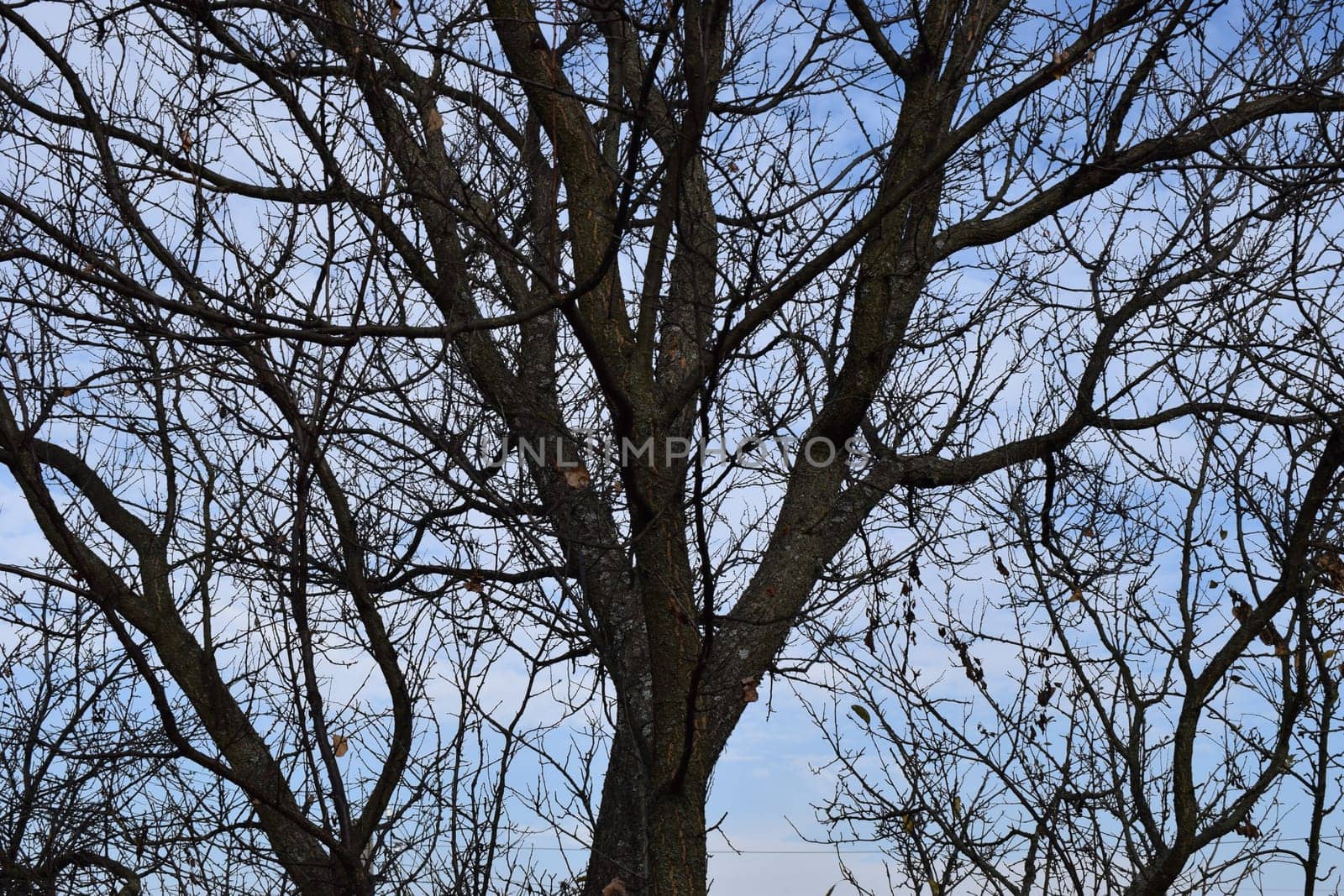 Silhouettes of trunks and branches. Bare branches of trees against a blue sky with clouds. Autumn sky. High contrast style photo.