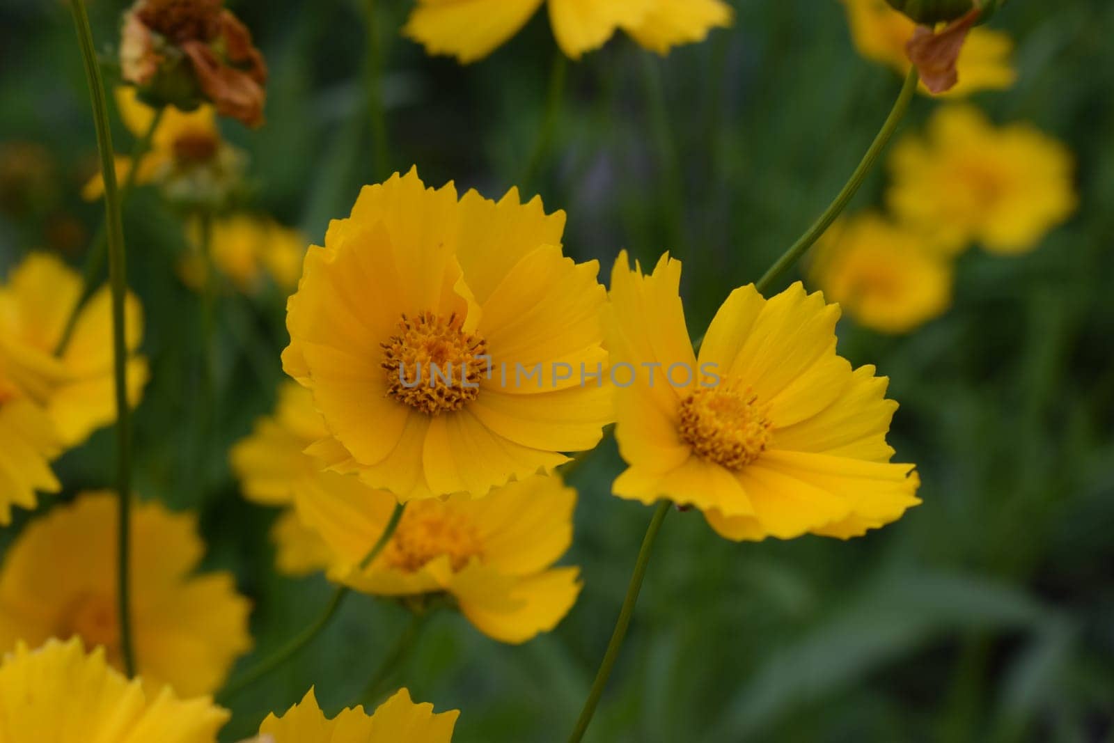 Beautiful yellow flowers Coreopsis lanceolata. Taken in the Early summer. Yellow flowers of lance-leaved coreopsis in garden with selective focus and bokeh