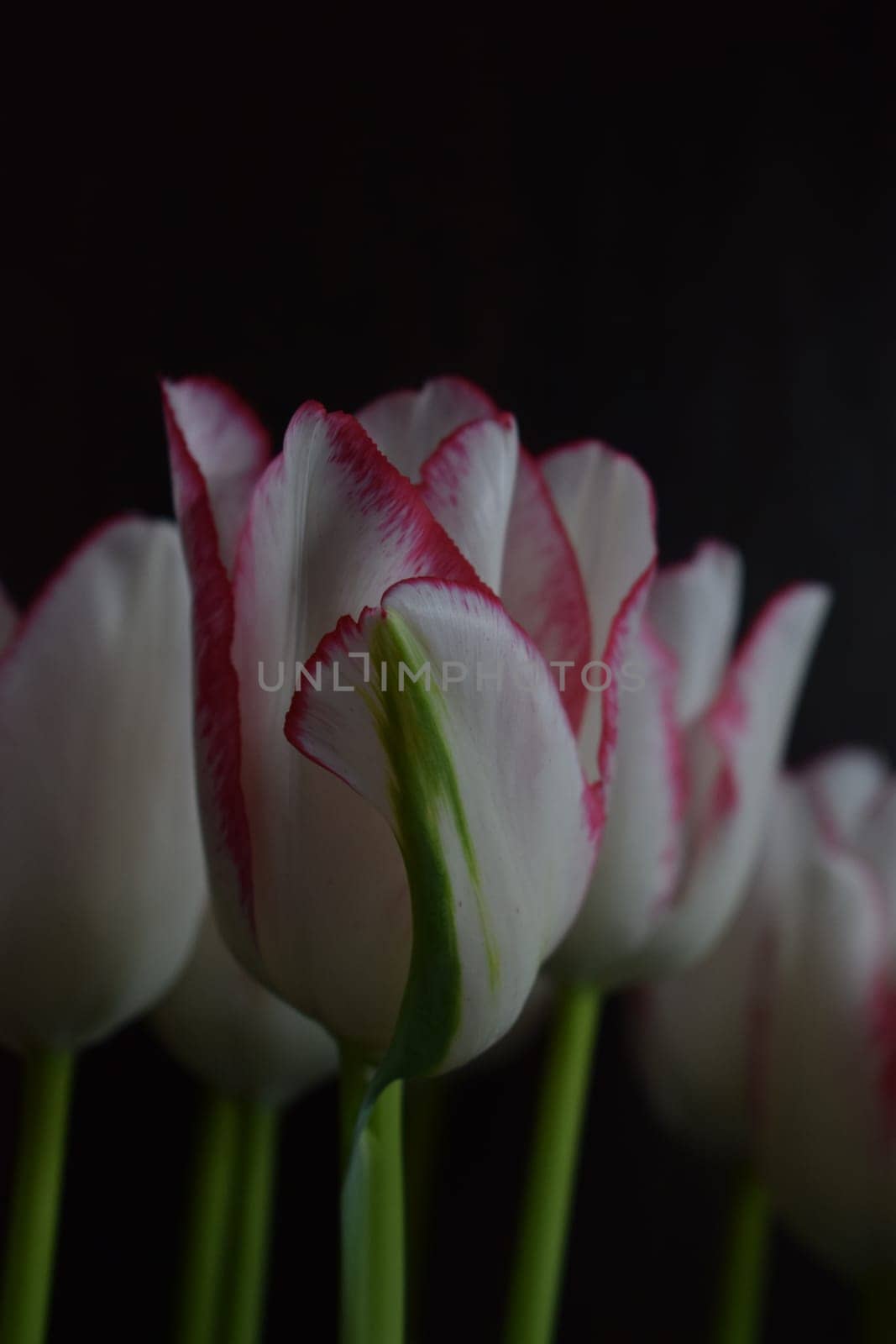 White tulip with red strips on the petals on the dark blurred background. Two colored tulip flowers closeup on the dark background.