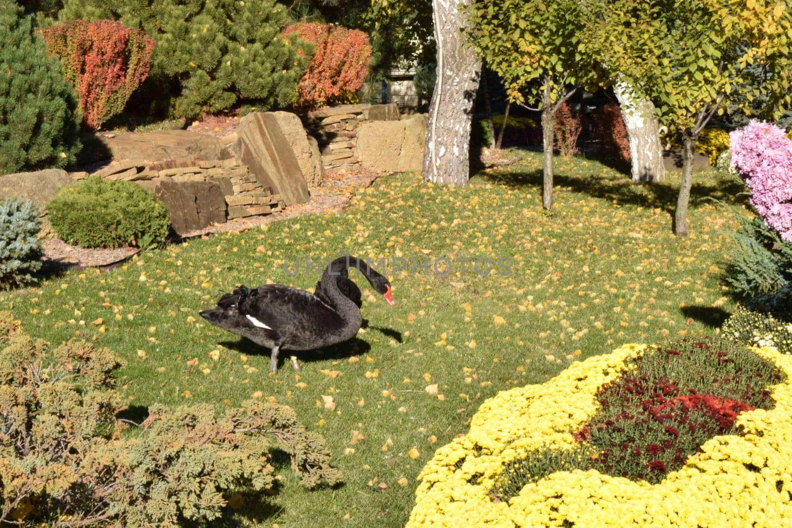 Black swans.